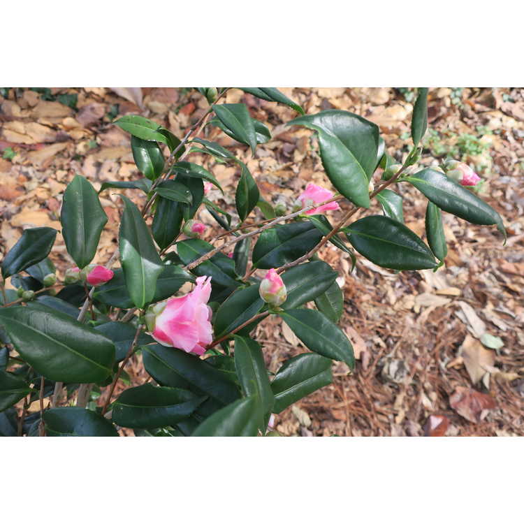 Camellia ×vernalis 'Egao Pink Halo'