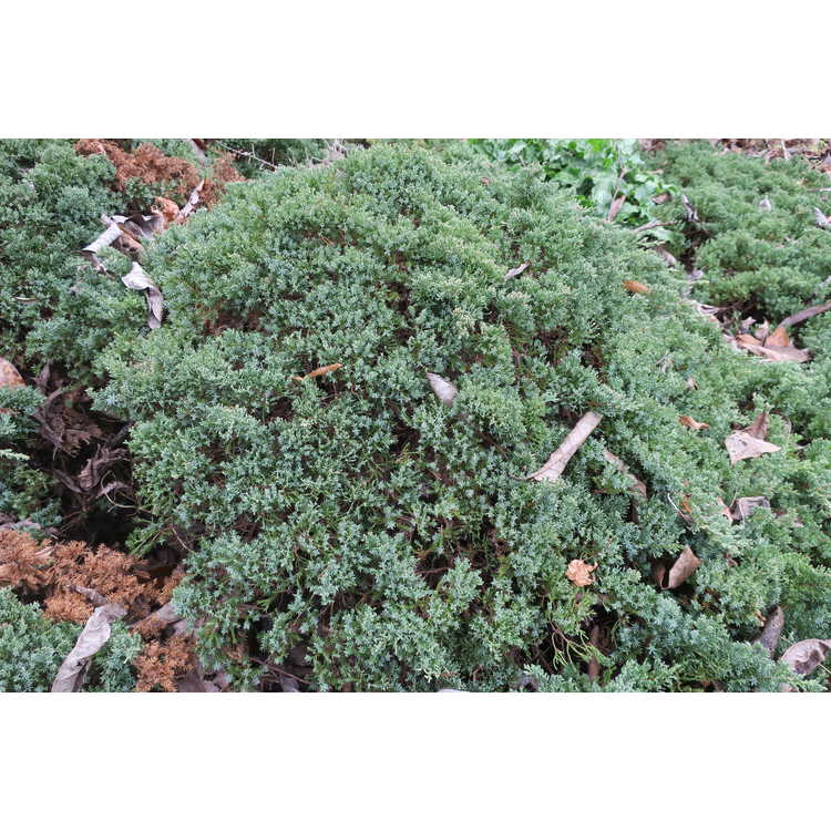 <em>Juniperus procumbens</em> [Nana Group] 'California'