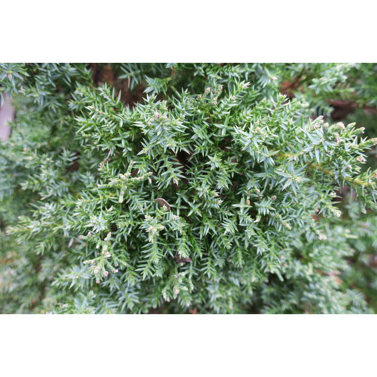 <em>Juniperus procumbens</em> [Nana Group] 'California'