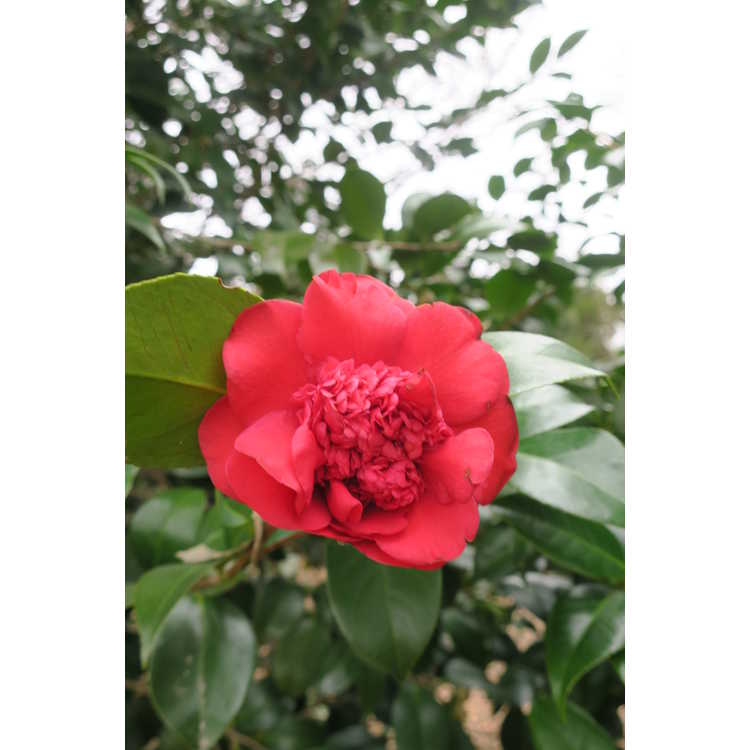 Camellia japonica 'Professor Sargent' - Japanese camellia