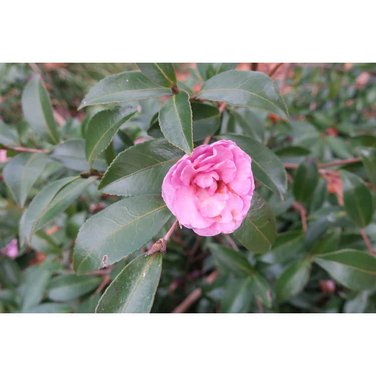 Camellia sasanqua Sarrel