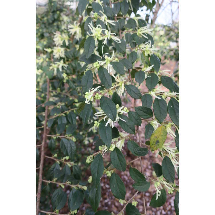 Loropetalum chinense var. rubrum (variegated)