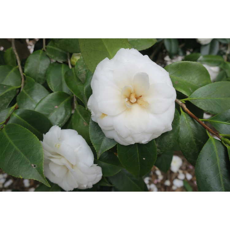 Camellia japonica White By The Gate