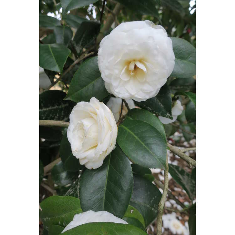 Camellia japonica 'White By The Gate'