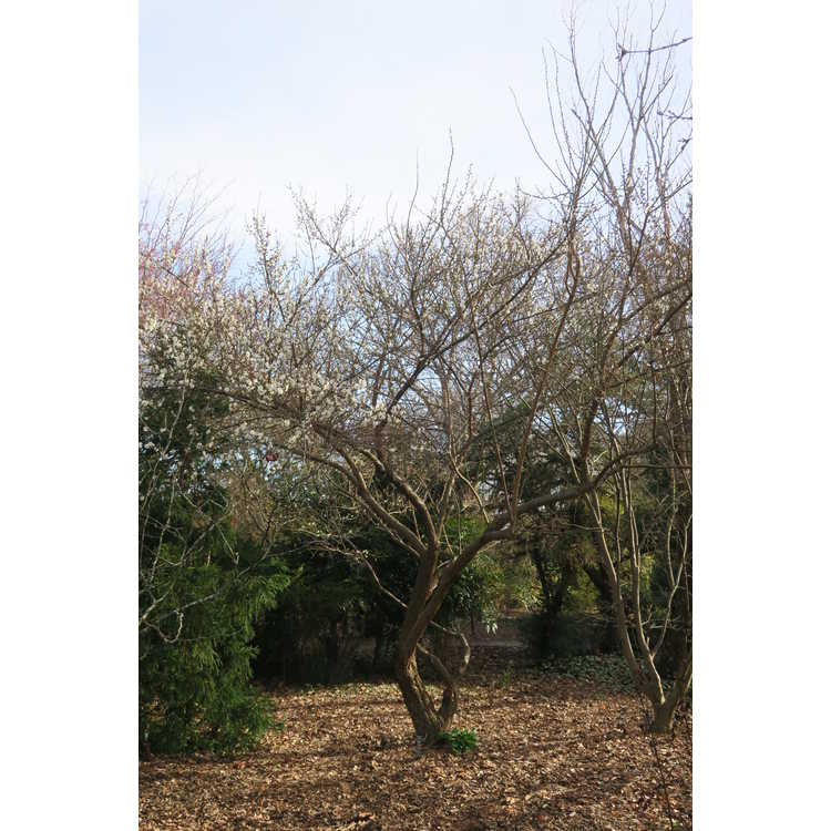 Prunus mume 'Tojibai'