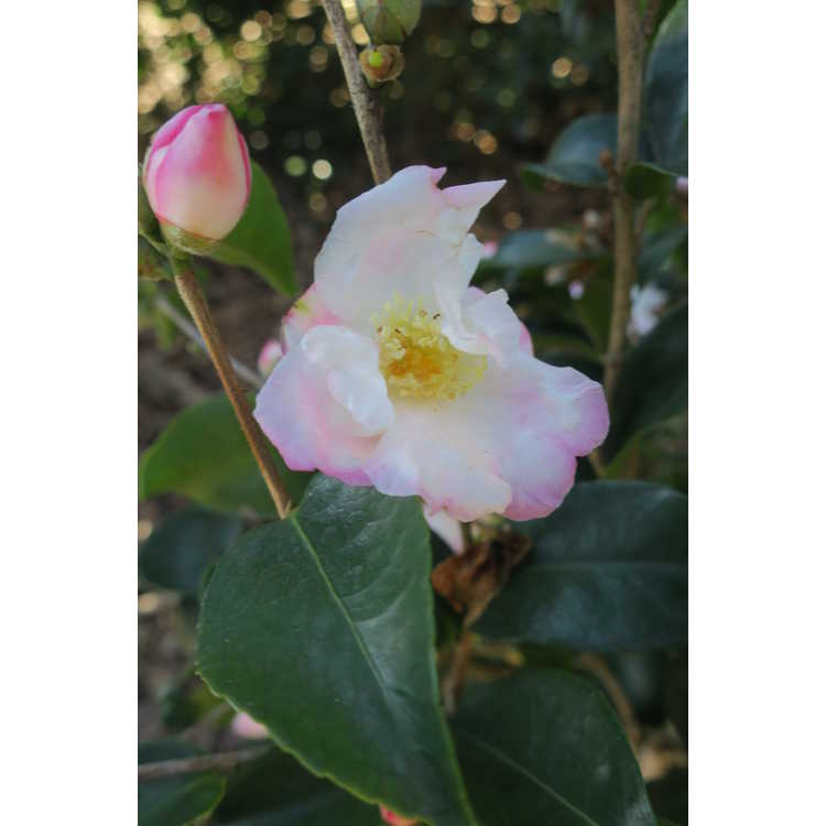 Camellia 'Yoimachi'