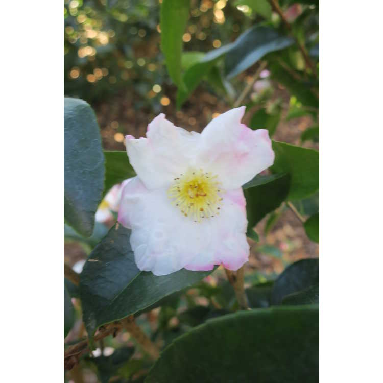 Camellia Yoimachi
