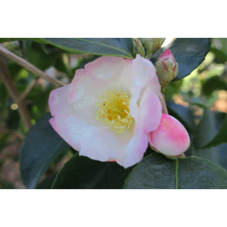 Camellia Yoimachi