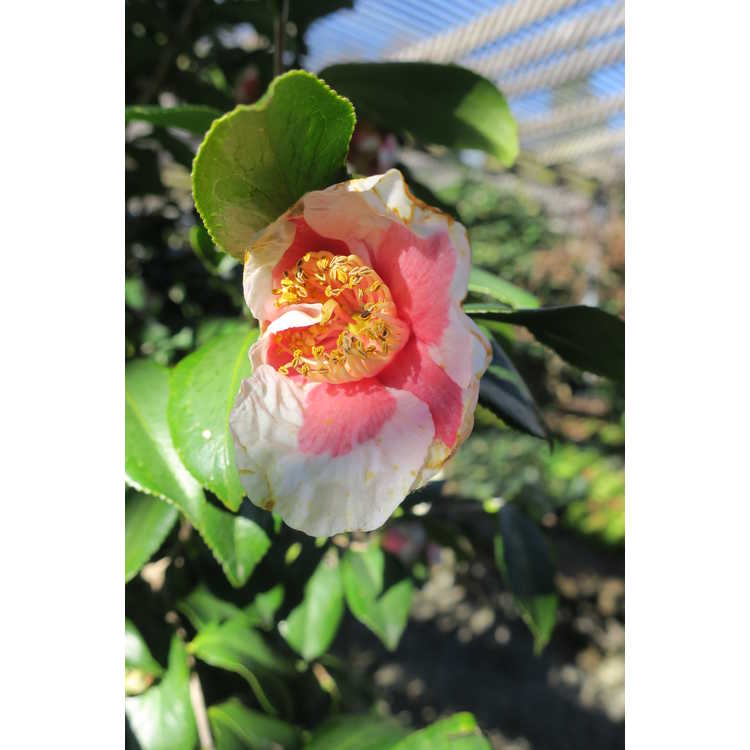 Camellia japonica Ta Fuku Benten