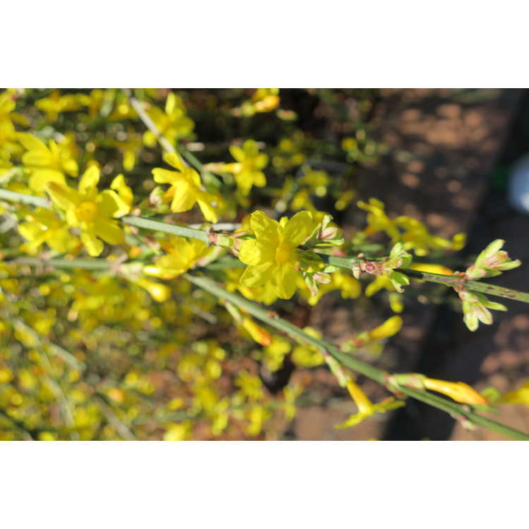 Jasminum nudiflorum 'Aureum' - golden winter jasmine