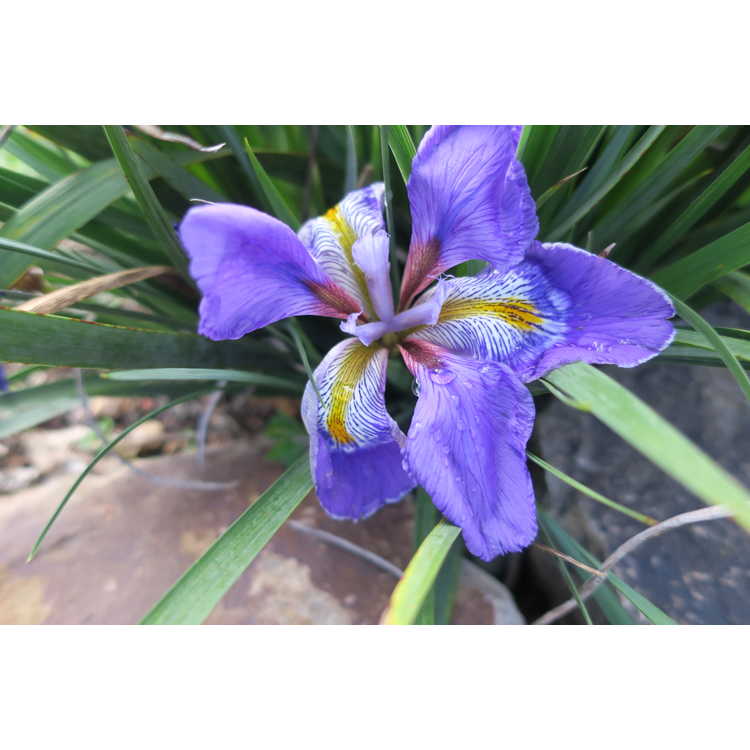 Iris unguicularis Dazzling Eyes