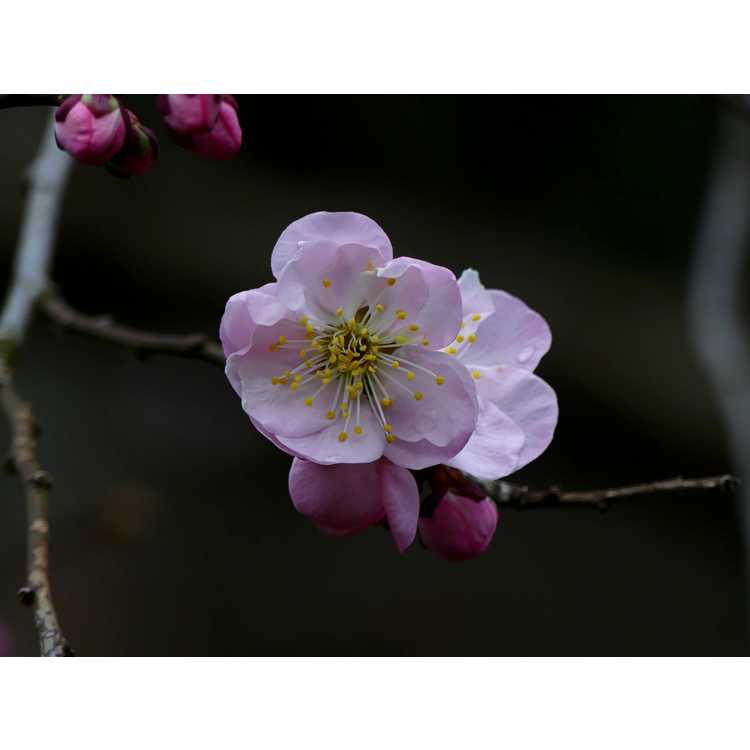 Prunus mume Okitsu-akabana