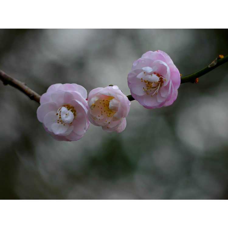 Prunus mume 'Rose Bud' - pink flowering apricot