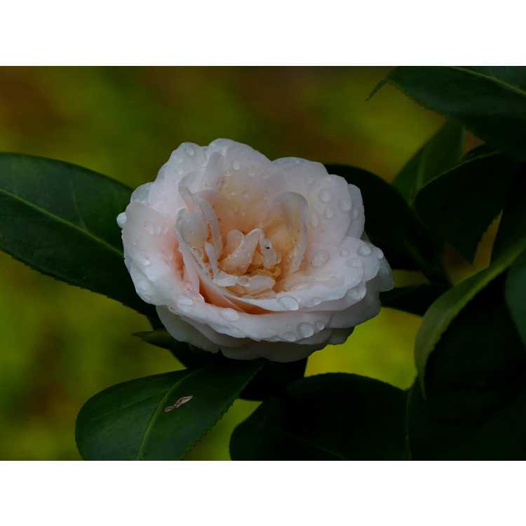 Camellia japonica rusticana Ai-no-izumi