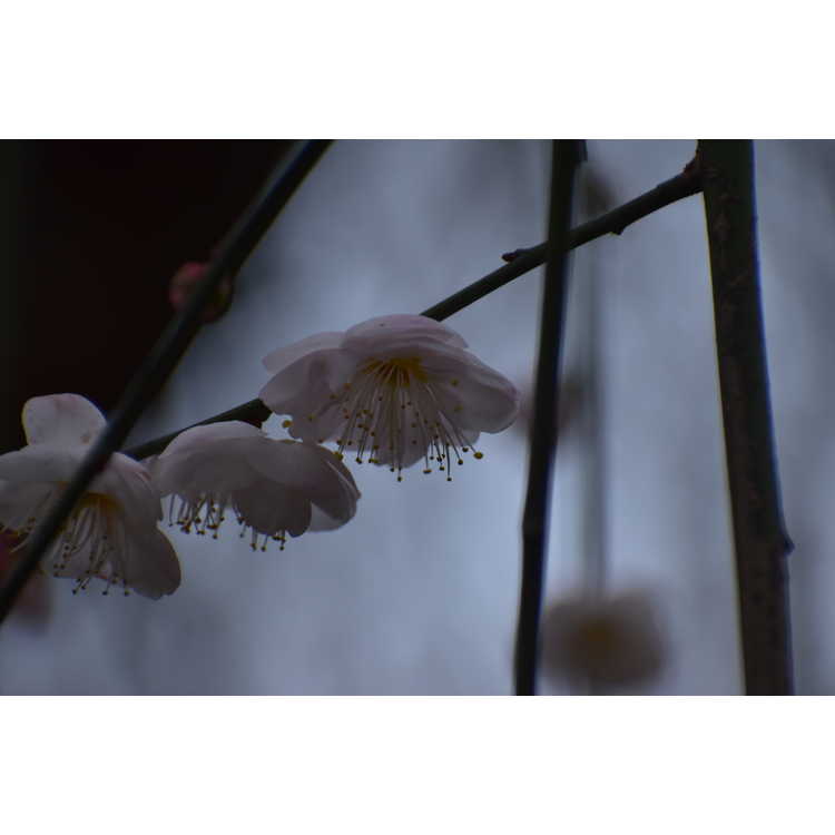 Prunus mume Bridal Veil