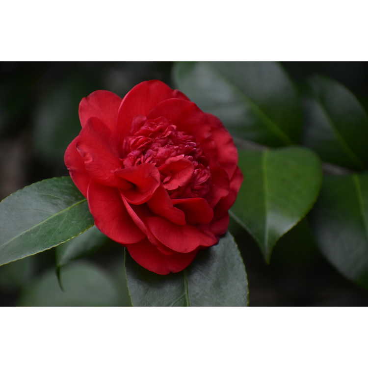 Camellia japonica Professor Sargent