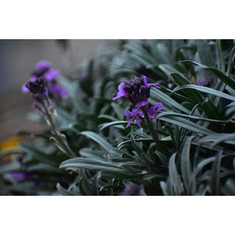 Erysimum linifolium 'Bowles Mauve'