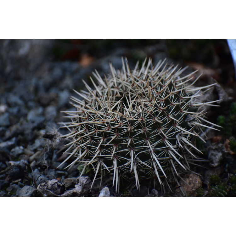 Notocactus mammulosus - Tom Thumb cactus