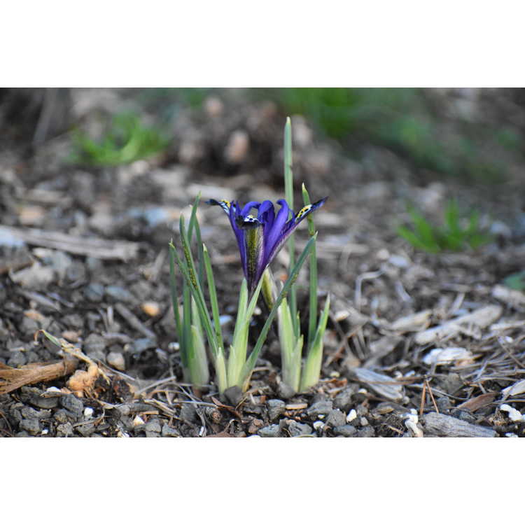Iris reticulata 'Blue Note'