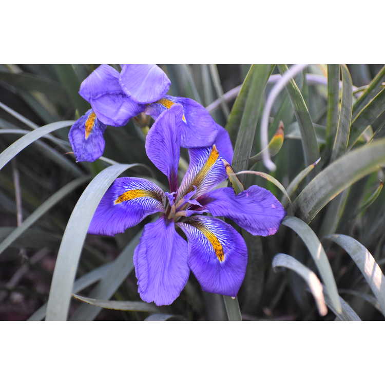 <em>Iris unguicularis</em> 'Winter Echoes'