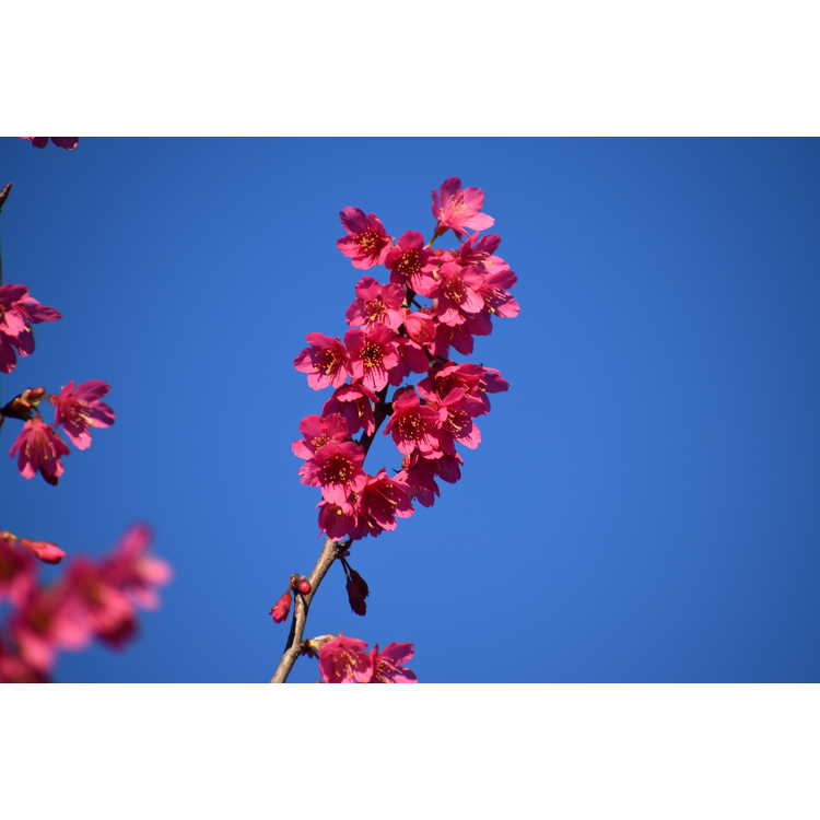 Prunus campanulata - Taiwan cherry