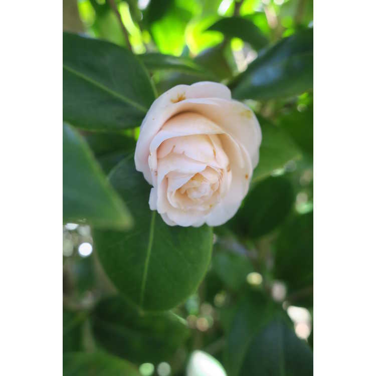 Camellia japonica var. rusticana 'Ai-no-izumi'