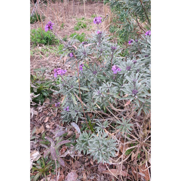 Erysimum linifolium Bowles Mauve