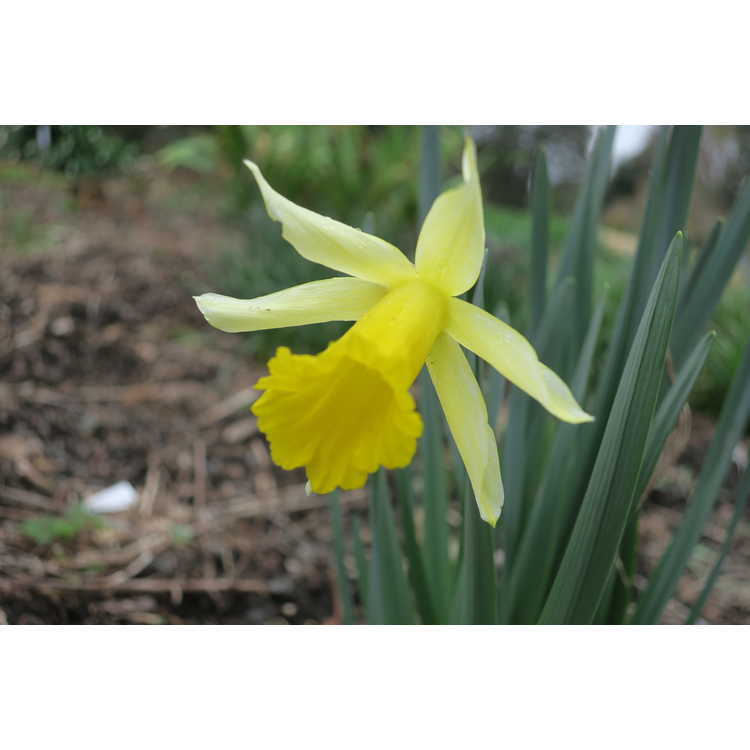 Narcissus pseudonarcissus subsp. nobilis