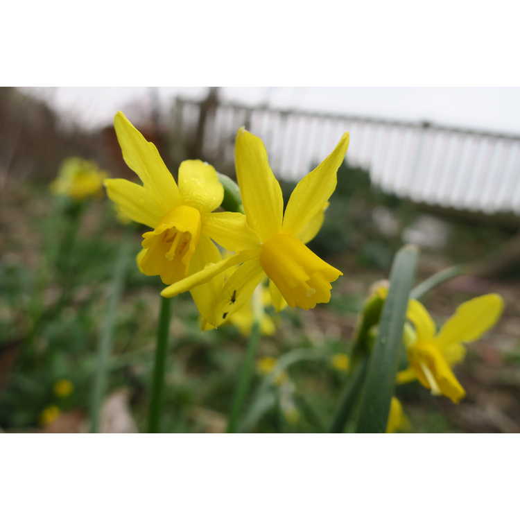 Narcissus 'Tiny Bubbles' - daffodil