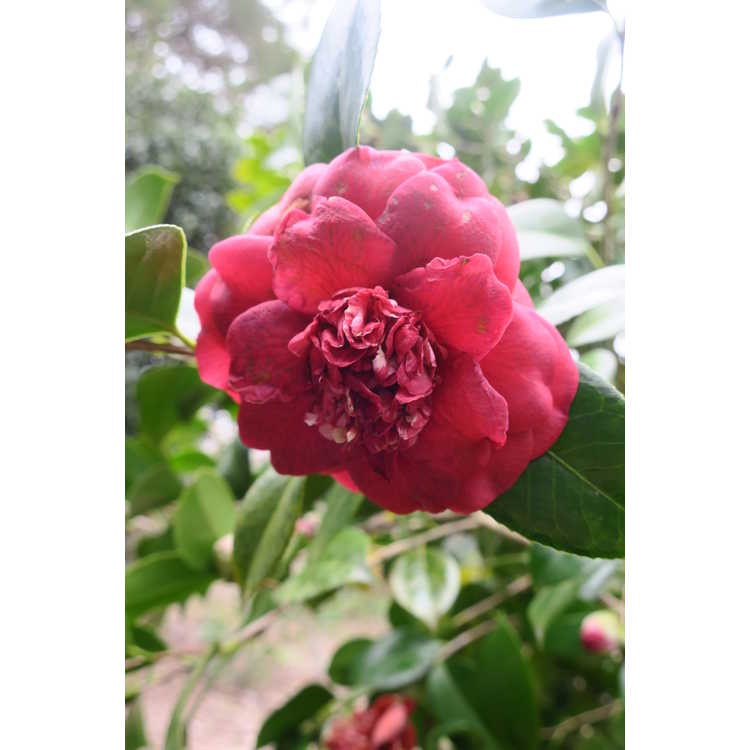 Camellia japonica 'April Tryst' - Japanese camellia