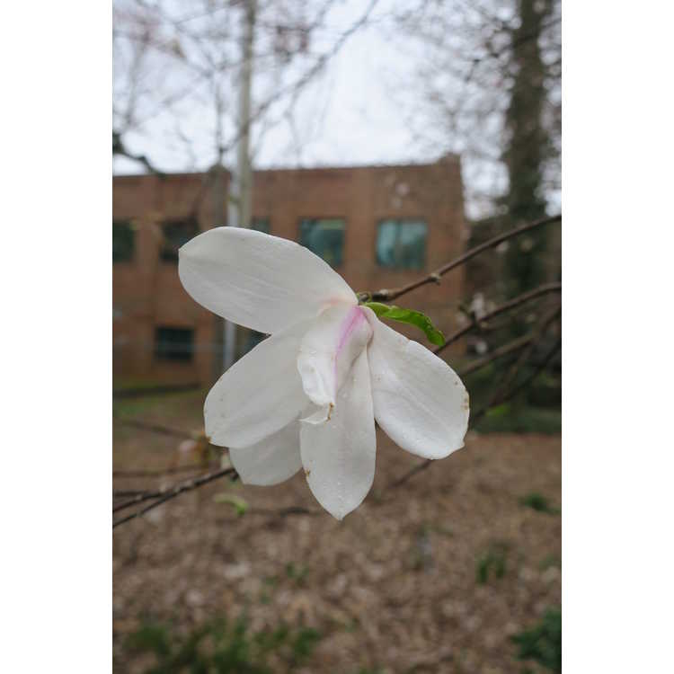 Magnolia ×loebneri 'Neil McEachern'