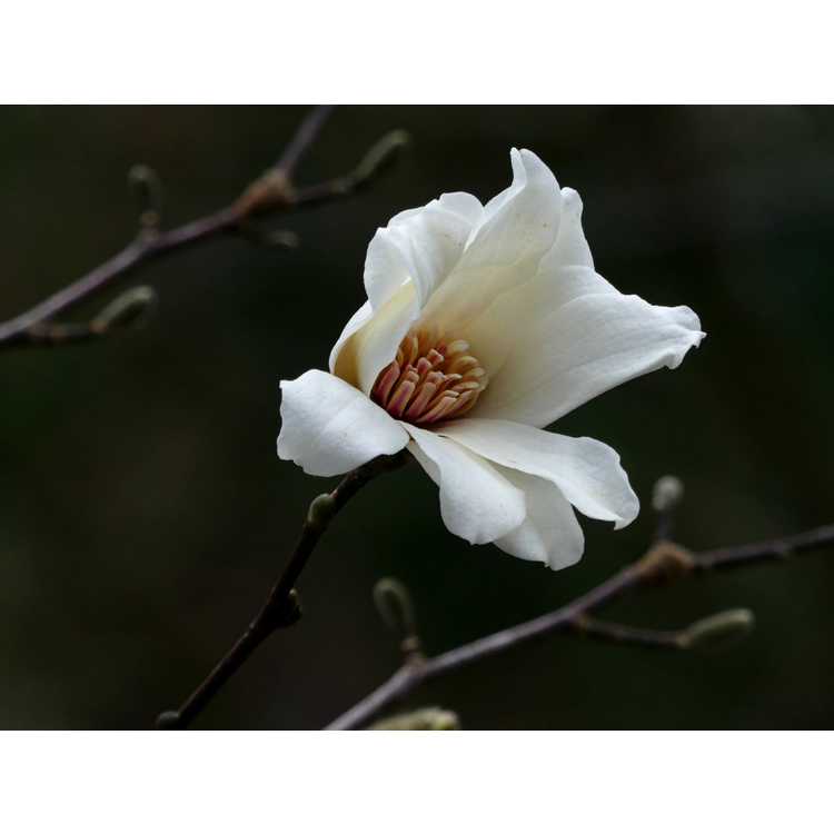 Magnolia 'Green Mist'