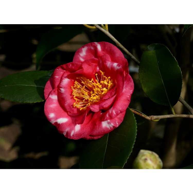 Camellia japonica 'Reg Ragland' - Japanese camellia