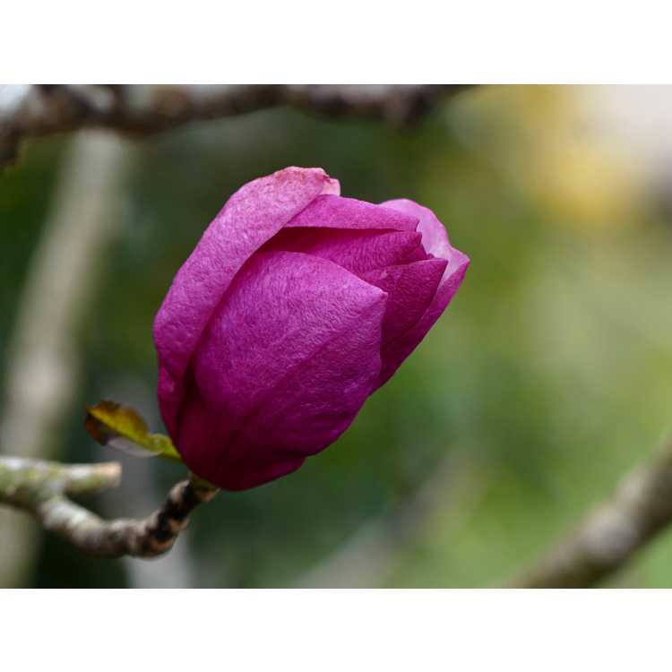 Magnolia 'Pink Delight' - Ledvina hybrid magnolia