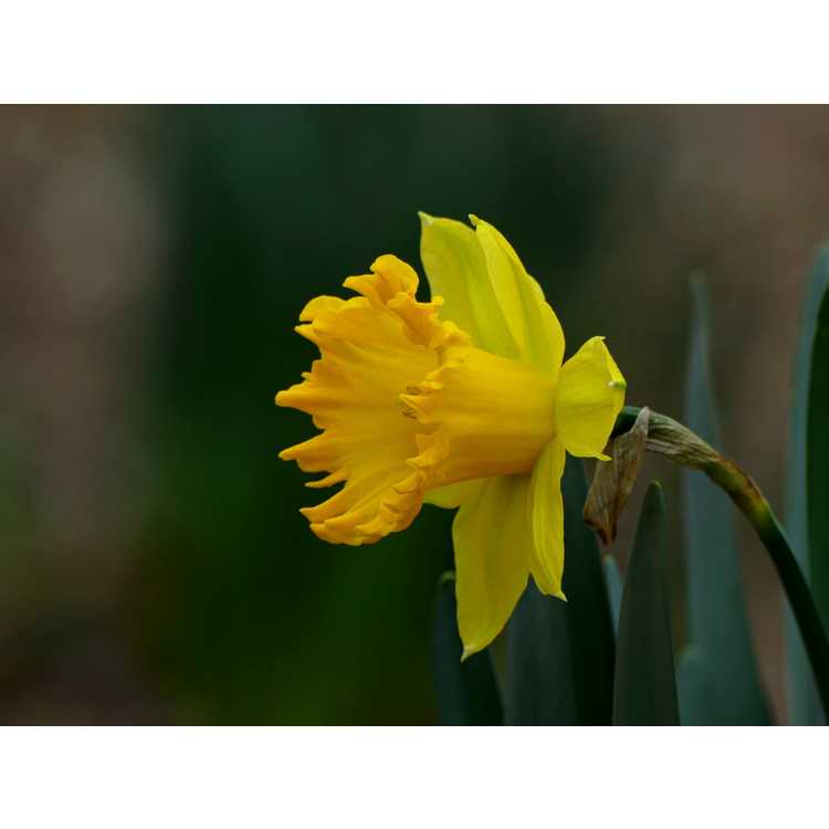 Narcissus 'Golden Sunbeam'