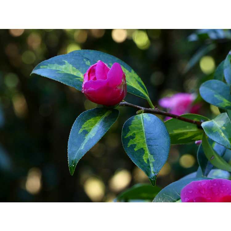 Camellia ×williamsii 'Golden Spangles' - variegated Williamsii camellia