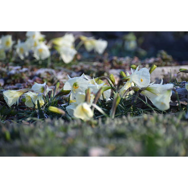 Narcissus 'White Petticoat'