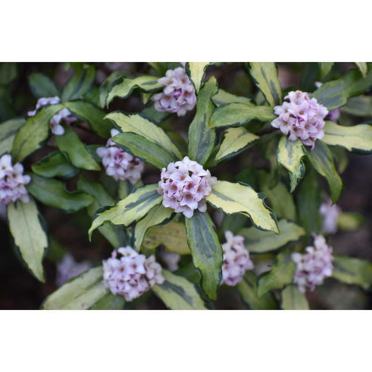 Daphne odora 'Shinano Nishiki' - variegated winter daphne