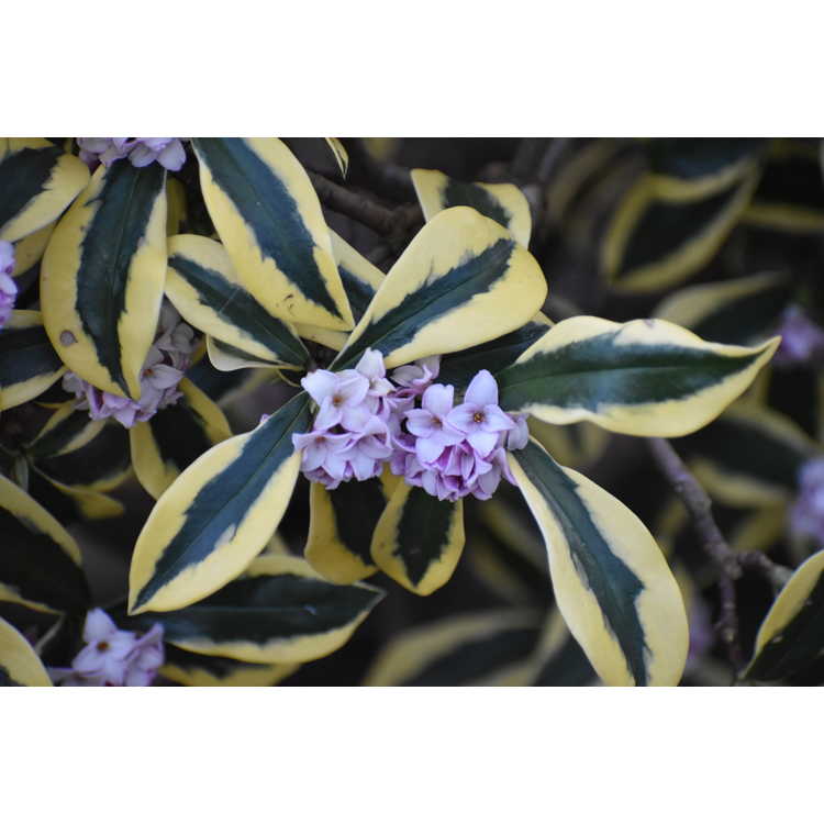 Daphne odora 'Mae-jima' - variegated winter daphne