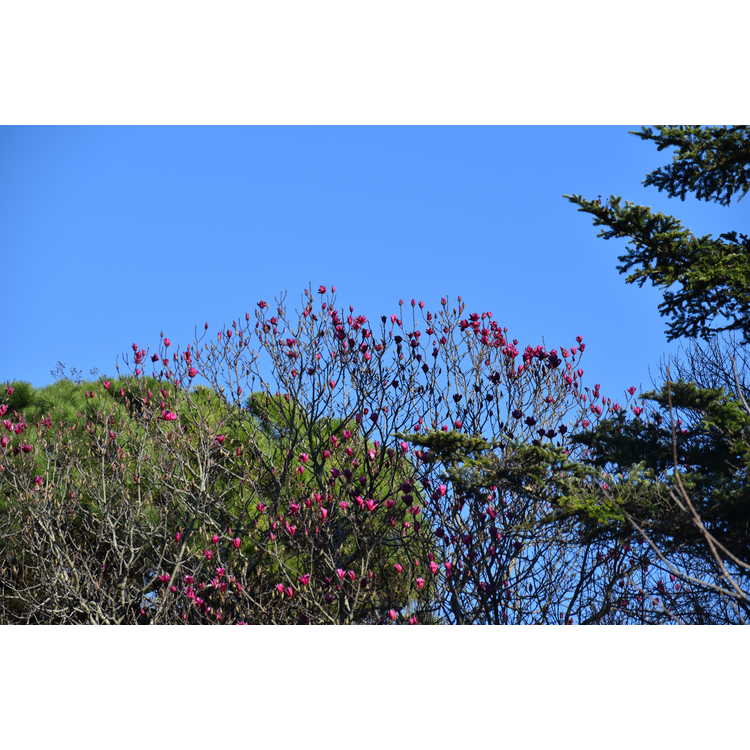 Magnolia 'Spectrum' - U.S. National Arboretum hybrid magnolia