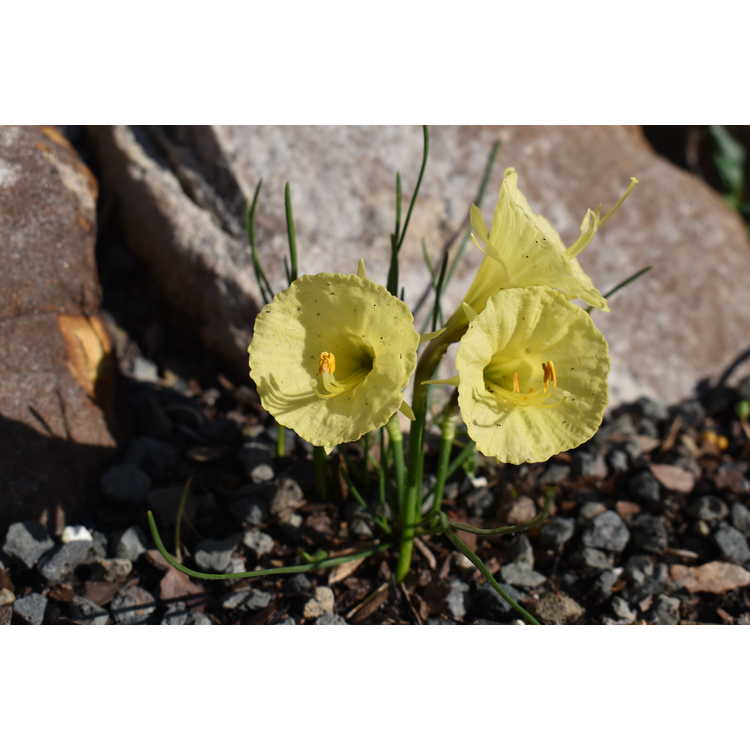 Narcissus 'Julia Jane' - hoop petticoat daffodil