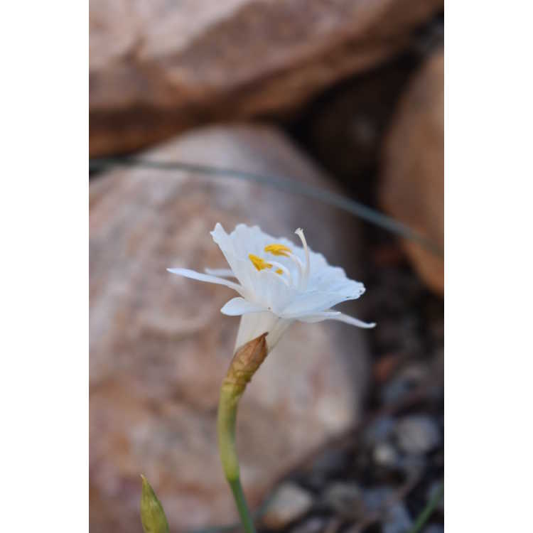 <em>Narcissus cantabricus</em>