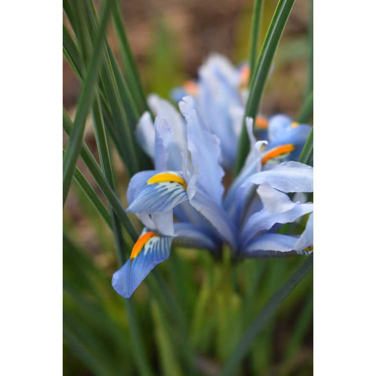 Iris [Reticulata Group] 'Cantab' - netted iris