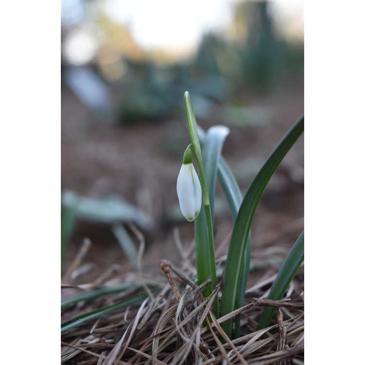 Galanthus Curly