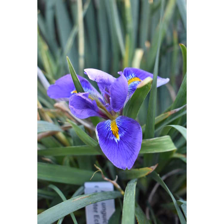 <em>Iris unguicularis</em> 'Winter Echoes'