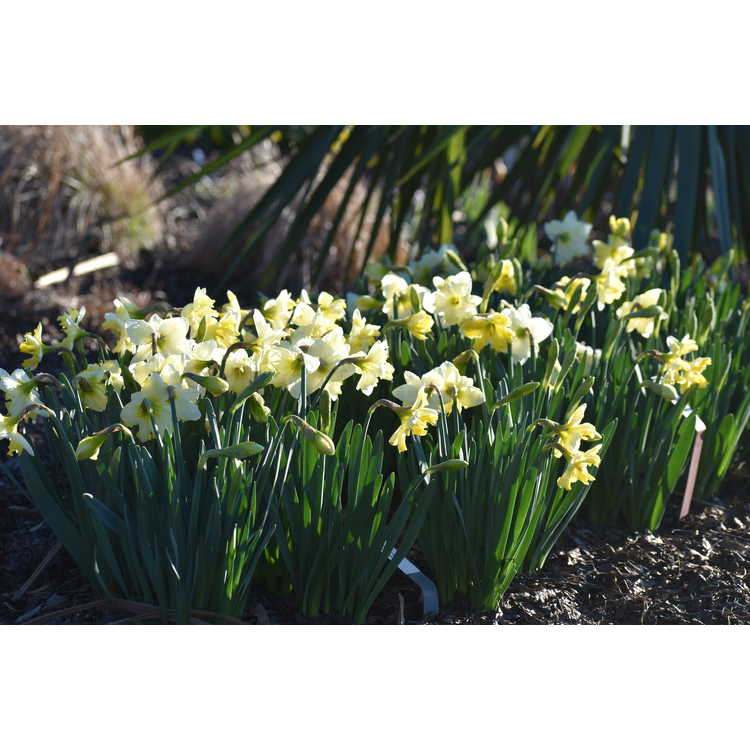 Narcissus 'Cassata' - collar daffodil