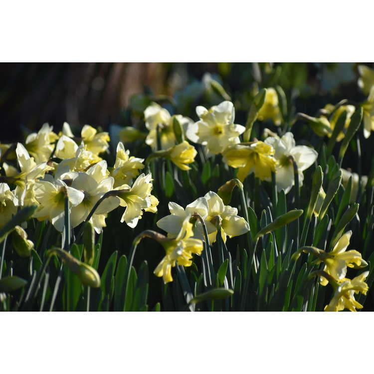 Narcissus 'Cassata' - collar daffodil