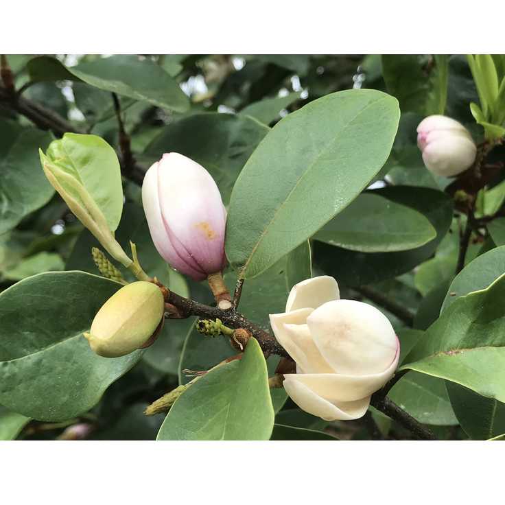 Magnolia 'Micjur01' - Fairy Magnolia Blush hybrid magnolia