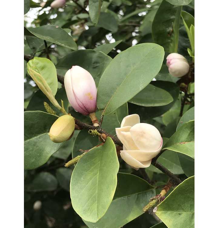 Magnolia Micjur01 Fairy Magnolia Blush