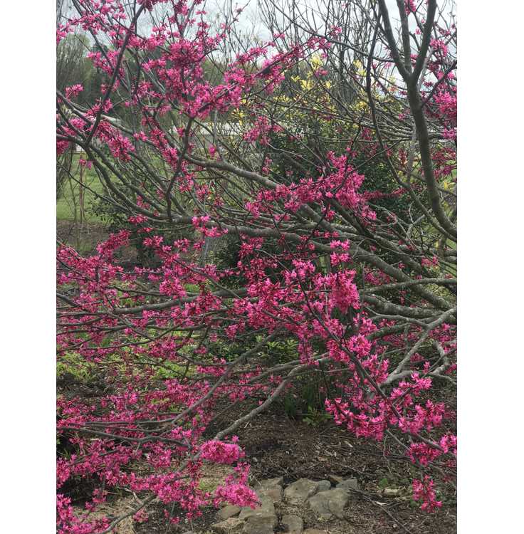 Cercis canadensis 'Appalachian Red'